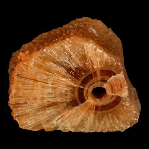1.5" Natural Cut Rough Cave Honey Calcite Crystal Mineral Specimen Morocco - Fossil Age Minerals
