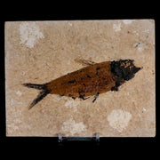XL 5.2" Knightia Eocaena Fossil Fish Green River FM WY Eocene Age COA & Stand