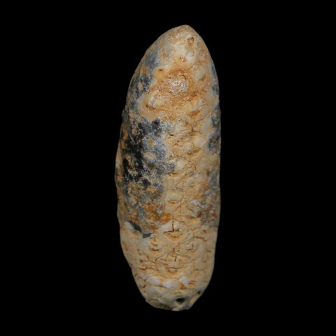 XL 2.1" Fossil Pine Cone Equicalastrobus Replaced By Agate Eocene Age Seeds Fruit