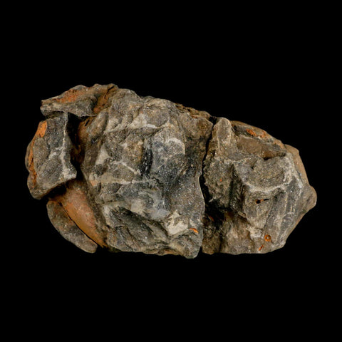 3.5" Flexicalymene Trilobite Fossil Ordovician Age Tazzarine Region Morocco COA - Fossil Age Minerals