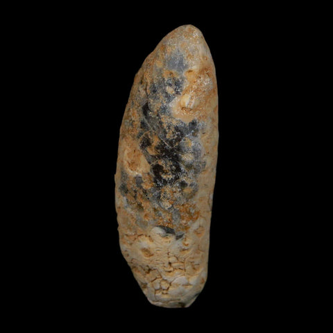XL 2.1" Fossil Pine Cone Equicalastrobus Replaced By Agate Eocene Age Seeds Fruit