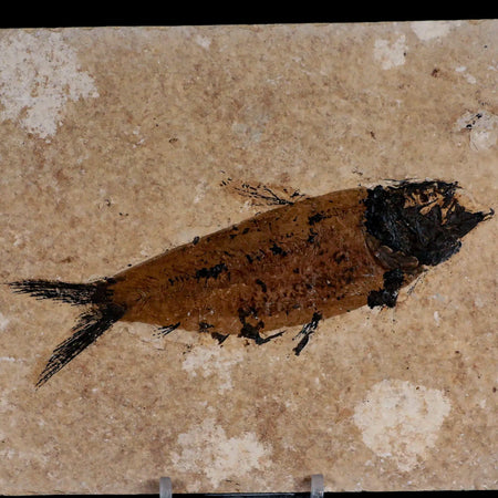 XL 5.2" Knightia Eocaena Fossil Fish Green River FM WY Eocene Age COA & Stand