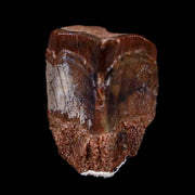 0.4" Edmontosaurus Dinosaur Fossil Tooth Lance Creek FM Wyoming COA Display