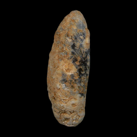 XL 2.1" Fossil Pine Cone Equicalastrobus Replaced By Agate Eocene Age Seeds Fruit
