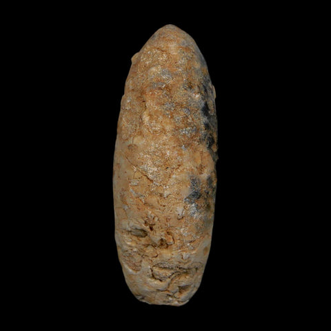 XL 2.1" Fossil Pine Cone Equicalastrobus Replaced By Agate Eocene Age Seeds Fruit