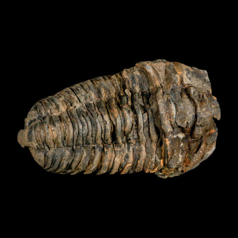 3.7" Flexicalymene Trilobite Fossil Ordovician Age Tazzarine Region Morocco COA - Fossil Age Minerals