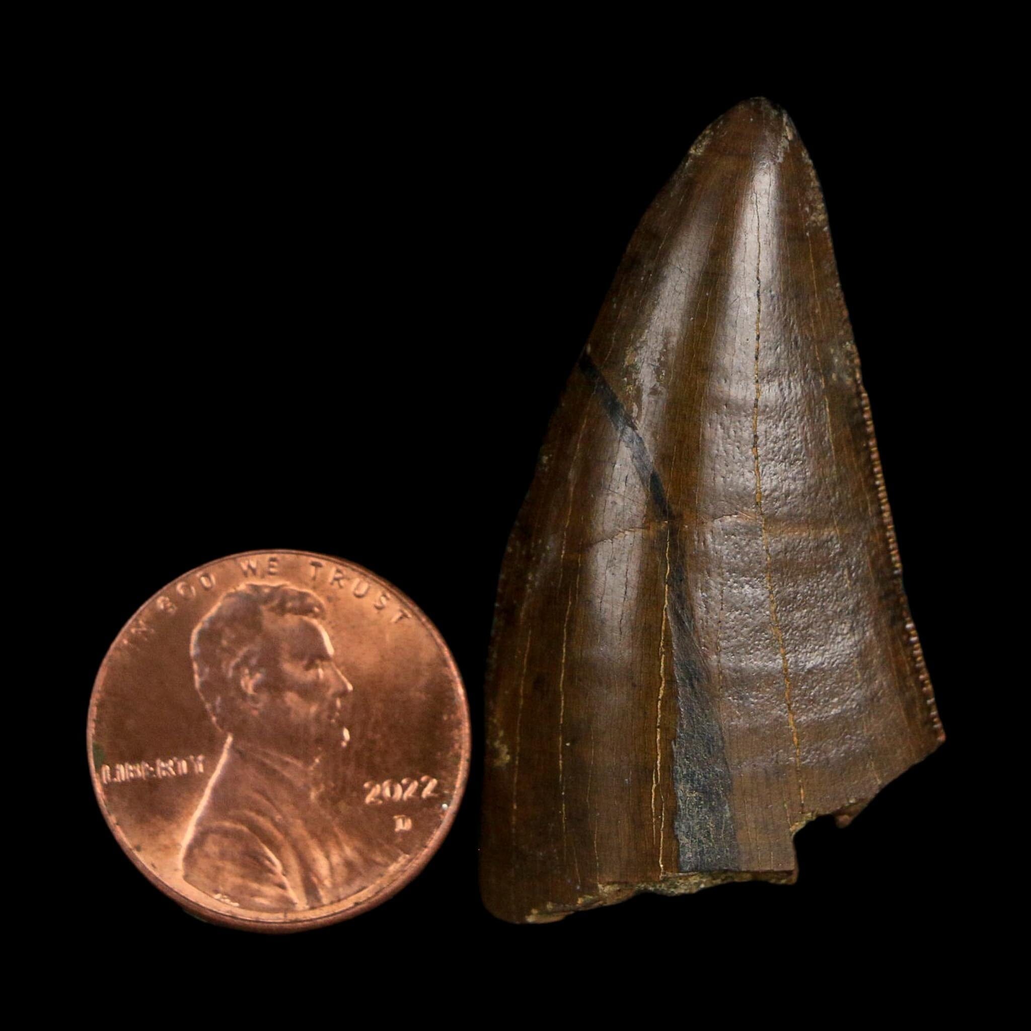 1.6" Tyrannosaurus Rex Fossil Tooth Lance Creek Cretaceous Dinosaur Wyoming COA