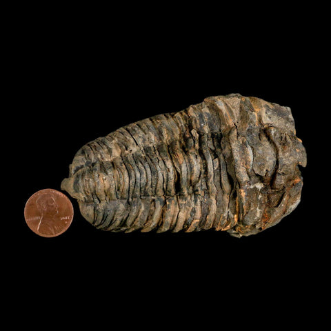 3.7" Flexicalymene Trilobite Fossil Ordovician Age Tazzarine Region Morocco COA - Fossil Age Minerals