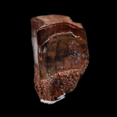 0.4" Edmontosaurus Dinosaur Fossil Tooth Lance Creek FM Wyoming COA Display