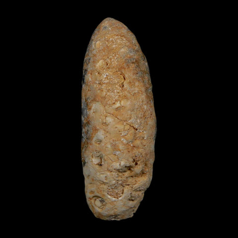 XL 2.1" Fossil Pine Cone Equicalastrobus Replaced By Agate Eocene Age Seeds Fruit