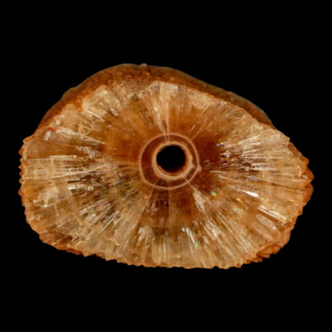 1.6" Natural Cut Rough Cave Honey Calcite Crystal Mineral Specimen Morocco - Fossil Age Minerals