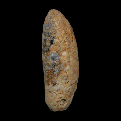 XL 2.1" Fossil Pine Cone Equicalastrobus Replaced By Agate Eocene Age Seeds Fruit