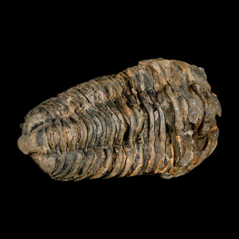 3.7" Flexicalymene Trilobite Fossil Ordovician Age Tazzarine Region Morocco COA - Fossil Age Minerals