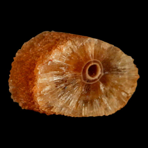 1.6" Natural Cut Rough Cave Honey Calcite Crystal Mineral Specimen Morocco - Fossil Age Minerals