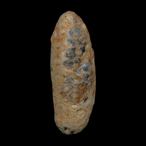 XL 2.1" Fossil Pine Cone Equicalastrobus Replaced By Agate Eocene Age Seeds Fruit