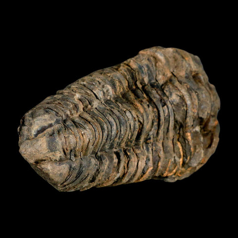 3.7" Flexicalymene Trilobite Fossil Ordovician Age Tazzarine Region Morocco COA - Fossil Age Minerals