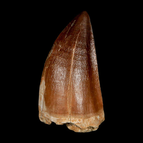 XL 2.1"  Mosasaur Prognathodon Fossil Tooth Cretaceous Dinosaur Era COA & Stand