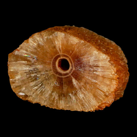 1.6" Natural Cut Rough Cave Honey Calcite Crystal Mineral Specimen Morocco - Fossil Age Minerals