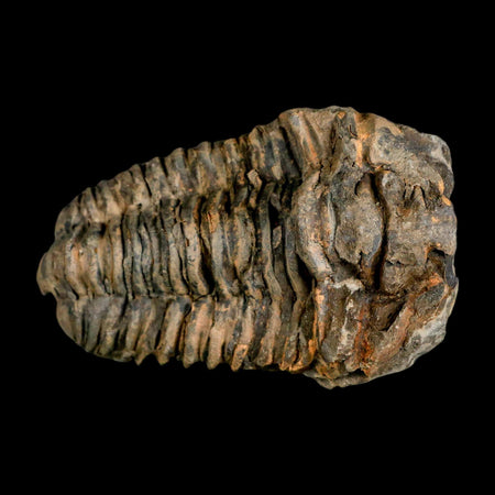 3.7" Flexicalymene Trilobite Fossil Ordovician Age Tazzarine Region Morocco COA