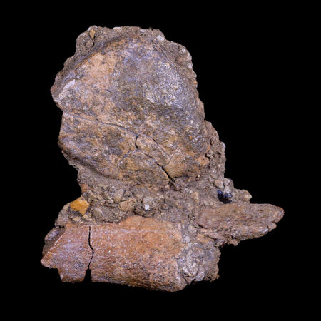 4.6" Triceratops Fossil Bones in Matrix Lance Creek Cretaceous Dinosaur WY COA