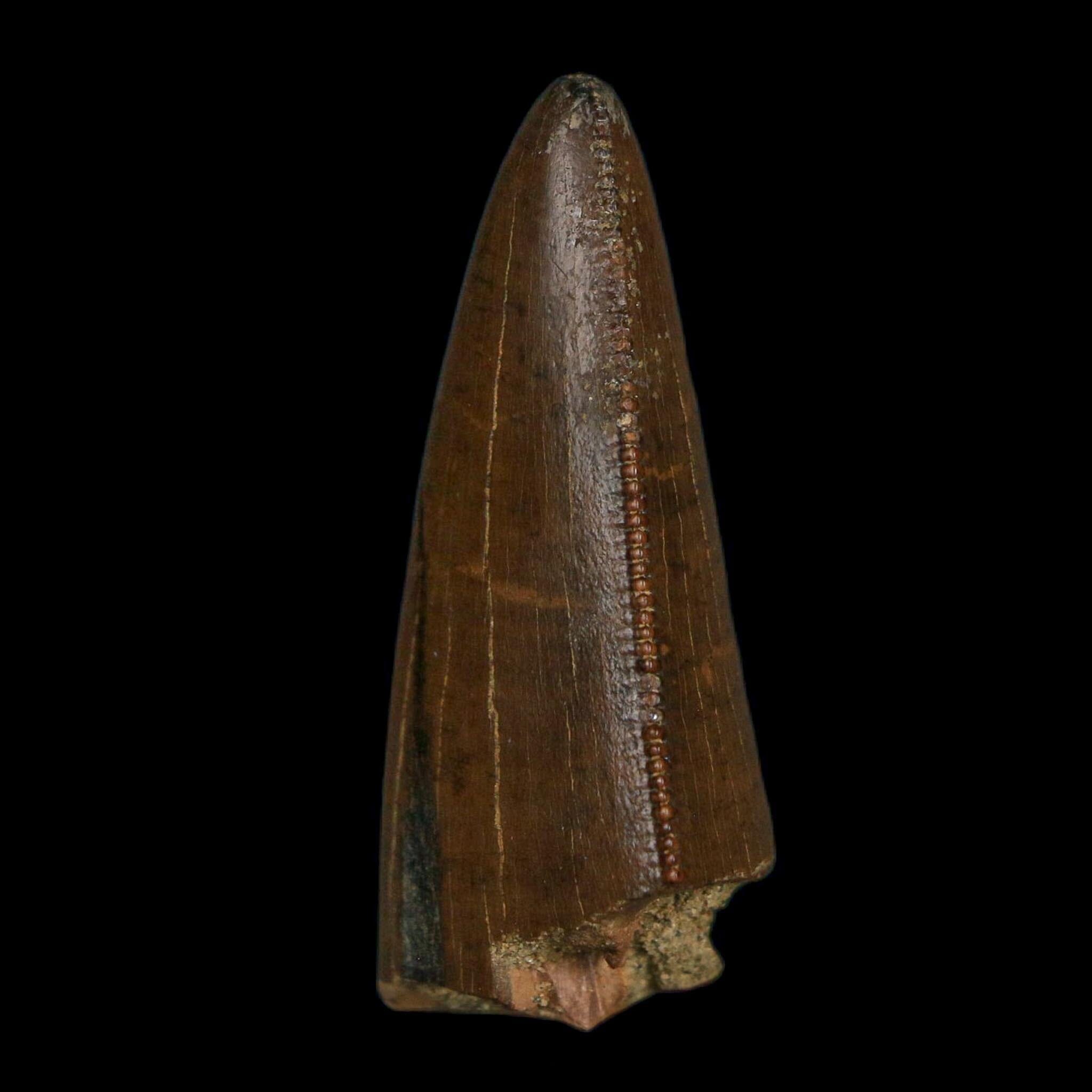 1.6" Tyrannosaurus Rex Fossil Tooth Lance Creek Cretaceous Dinosaur Wyoming COA