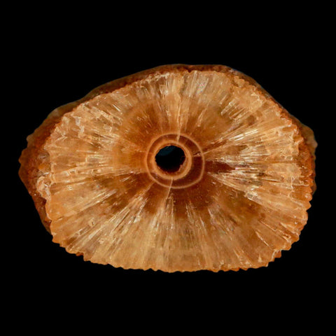 1.6" Natural Cut Rough Cave Honey Calcite Crystal Mineral Specimen Morocco - Fossil Age Minerals