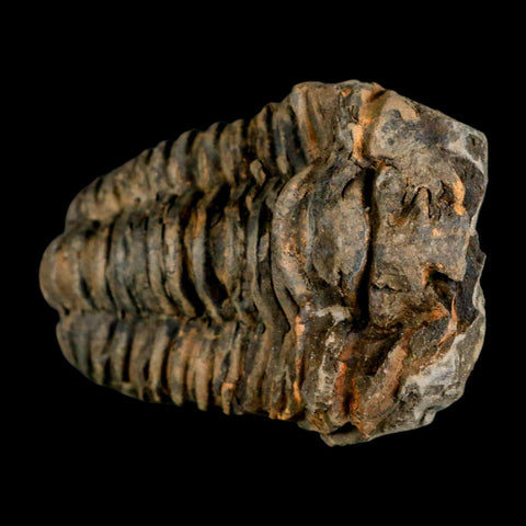 3.7" Flexicalymene Trilobite Fossil Ordovician Age Tazzarine Region Morocco COA - Fossil Age Minerals