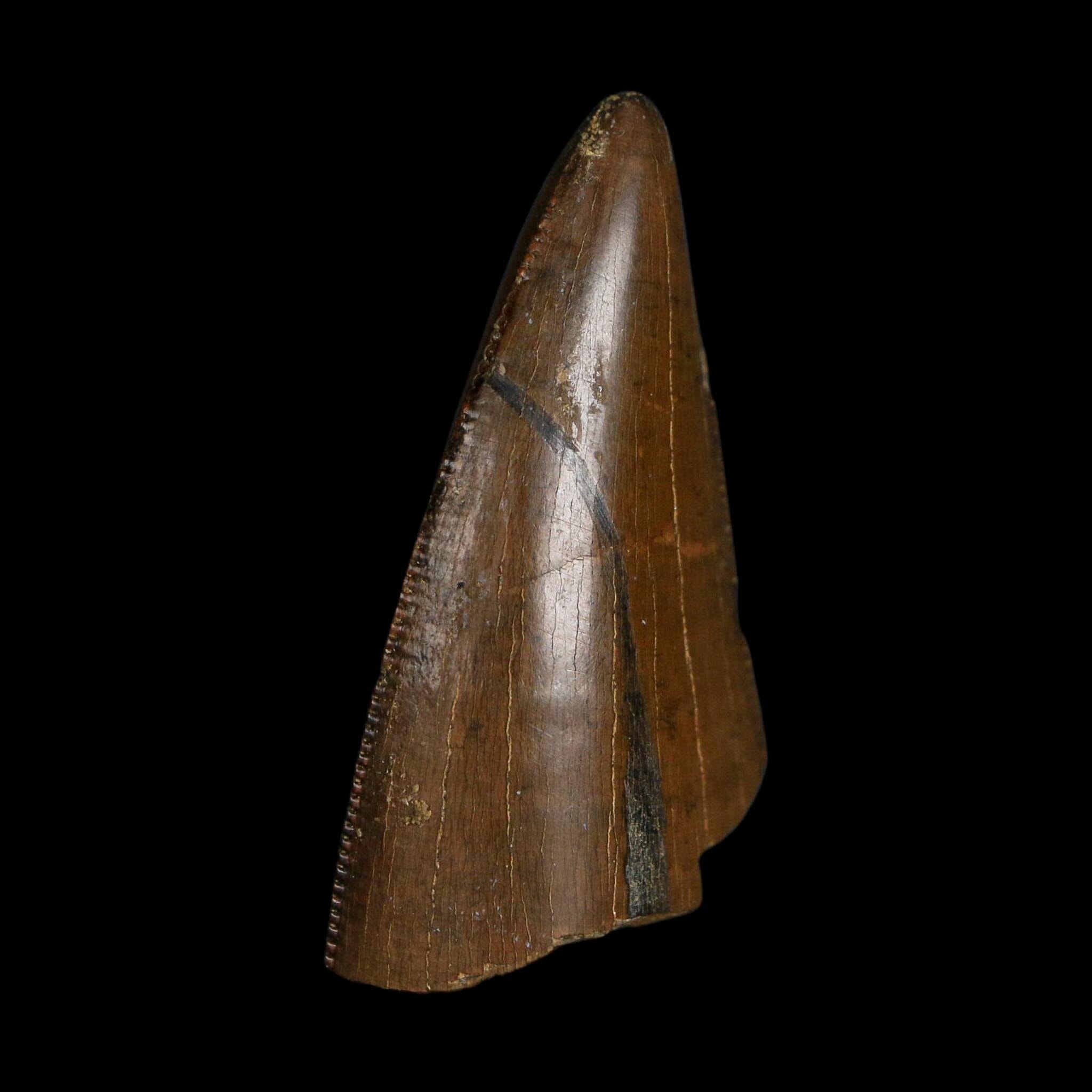 1.6" Tyrannosaurus Rex Fossil Tooth Lance Creek Cretaceous Dinosaur Wyoming COA