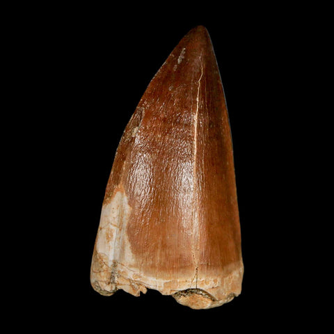 XL 2.1"  Mosasaur Prognathodon Fossil Tooth Cretaceous Dinosaur Era COA & Stand