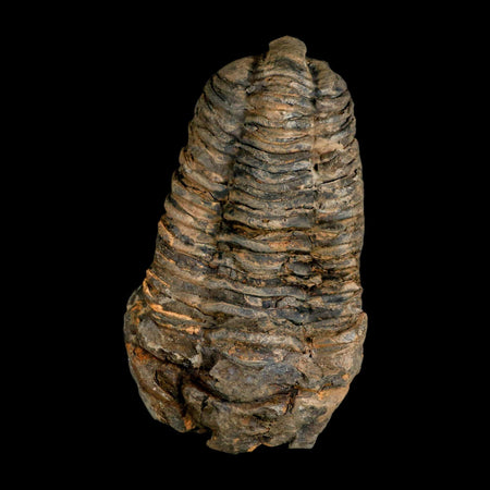 3.7" Flexicalymene Trilobite Fossil Ordovician Age Tazzarine Region Morocco COA