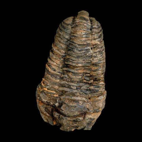 3.7" Flexicalymene Trilobite Fossil Ordovician Age Tazzarine Region Morocco COA - Fossil Age Minerals