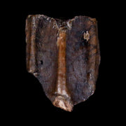0.4" Edmontosaurus Dinosaur Fossil Tooth Lance Creek FM Wyoming COA Display