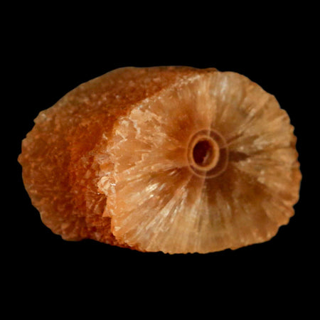 1.6" Natural Cut Rough Cave Honey Calcite Crystal Mineral Specimen Morocco