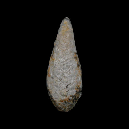 XL 2.1" Fossil Pine Cone Equicalastrobus Replaced By Agate Eocene Age Seeds Fruit