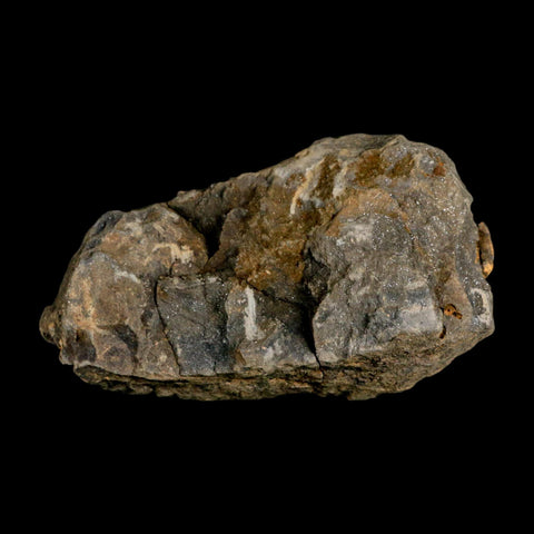 3.7" Flexicalymene Trilobite Fossil Ordovician Age Tazzarine Region Morocco COA - Fossil Age Minerals