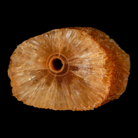 1.6" Natural Cut Rough Cave Honey Calcite Crystal Mineral Specimen Morocco - Fossil Age Minerals