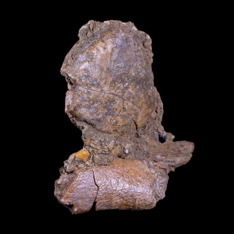 4.6" Triceratops Fossil Bones in Matrix Lance Creek Cretaceous Dinosaur WY COA - Fossil Age Minerals