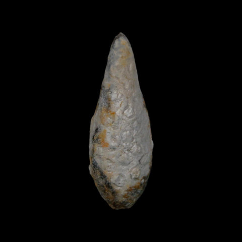 XL 2.1" Fossil Pine Cone Equicalastrobus Replaced By Agate Eocene Age Seeds Fruit