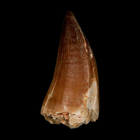 XL 2.1"  Mosasaur Prognathodon Fossil Tooth Cretaceous Dinosaur Era COA & Stand