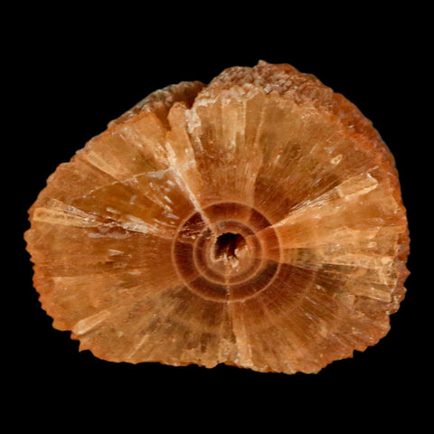 1.5" Natural Cut Rough Cave Honey Calcite Crystal Mineral Specimen Morocco - Fossil Age Minerals