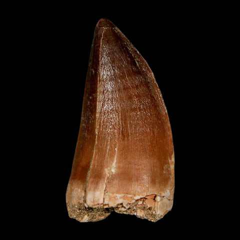 XL 2.1"  Mosasaur Prognathodon Fossil Tooth Cretaceous Dinosaur Era COA & Stand