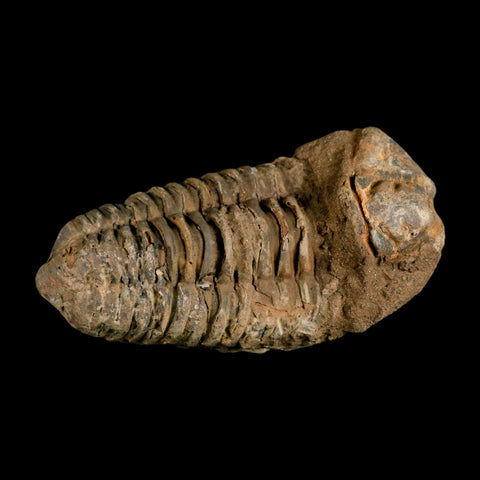 3.8" Flexicalymene Trilobite Fossil Ordovician Age Tazzarine Region Morocco COA - Fossil Age Minerals
