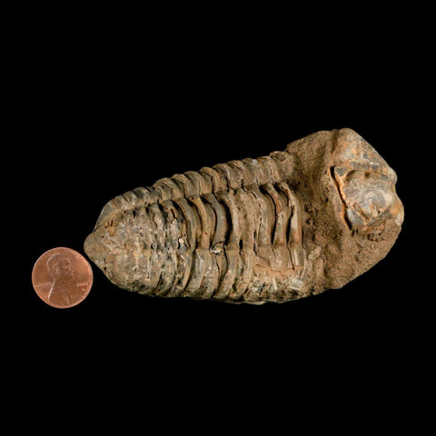 3.8" Flexicalymene Trilobite Fossil Ordovician Age Tazzarine Region Morocco COA - Fossil Age Minerals