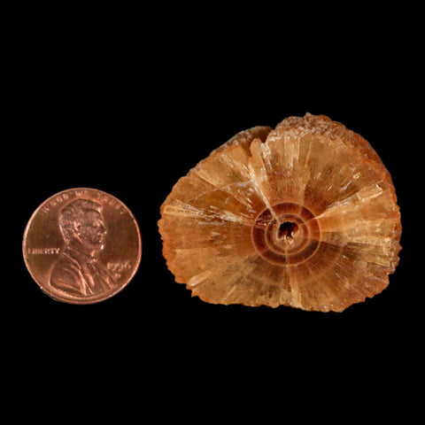 1.5" Natural Cut Rough Cave Honey Calcite Crystal Mineral Specimen Morocco - Fossil Age Minerals