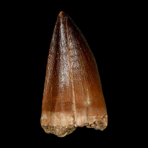 XL 2.1"  Mosasaur Prognathodon Fossil Tooth Cretaceous Dinosaur Era COA & Stand