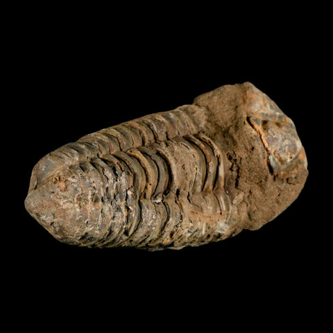 3.8" Flexicalymene Trilobite Fossil Ordovician Age Tazzarine Region Morocco COA - Fossil Age Minerals