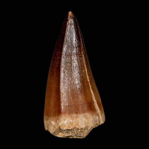 XL 2.1"  Mosasaur Prognathodon Fossil Tooth Cretaceous Dinosaur Era COA & Stand