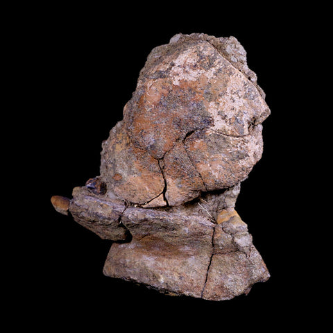 4.6" Triceratops Fossil Bones in Matrix Lance Creek Cretaceous Dinosaur WY COA - Fossil Age Minerals