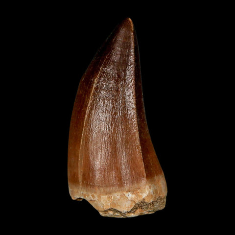 XL 2.1"  Mosasaur Prognathodon Fossil Tooth Cretaceous Dinosaur Era COA & Stand