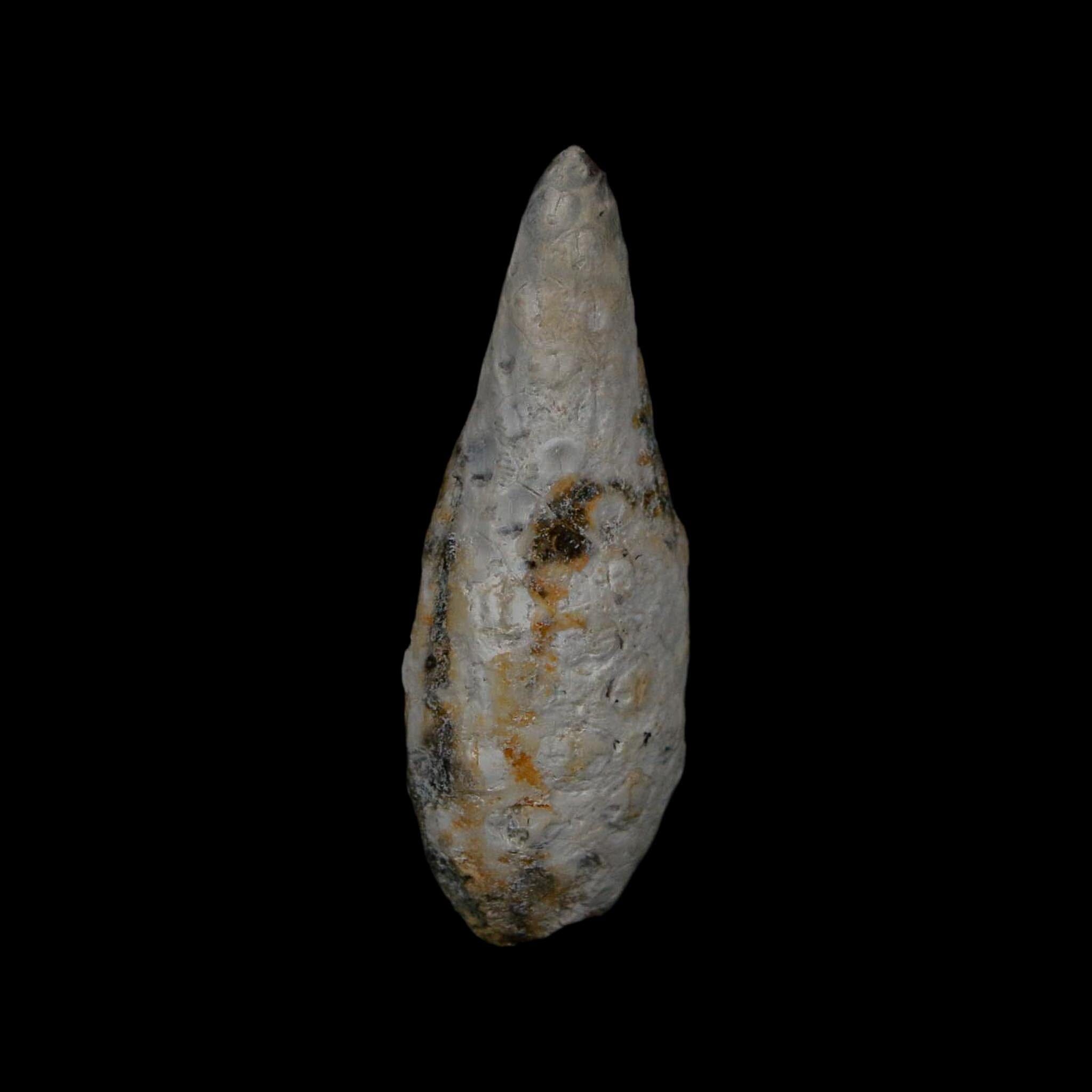 XL 2.1" Fossil Pine Cone Equicalastrobus Replaced By Agate Eocene Age Seeds Fruit - Fossil Age Minerals